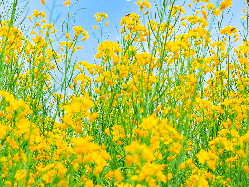 今日，立春！