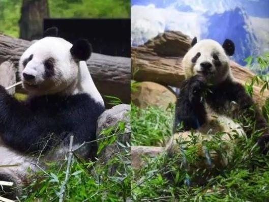 旅日返乡大熊猫幼崽“晓晓”“蕾蕾”已入住雅安基地，隔离检疫期后或与大家见面