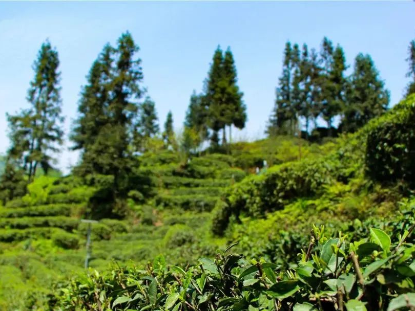 植树造林+森林抚育 守护生态环境各地在行动