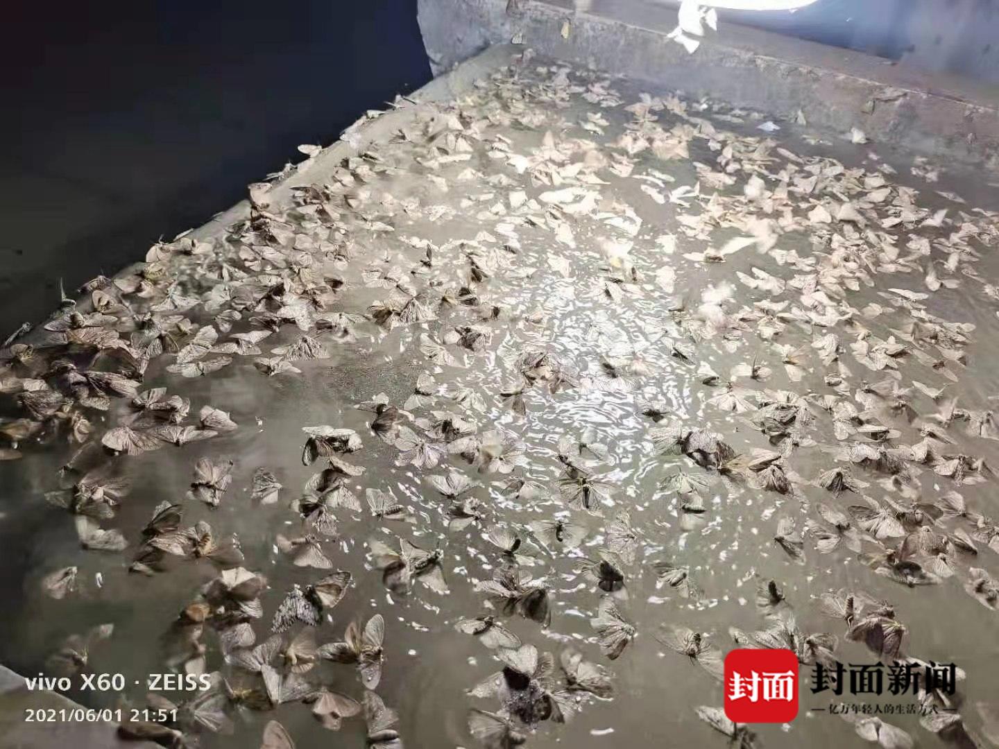 小毛虫高发 四川南充多地开展蜀柏毒蛾灯光诱杀 林业部门:可防可控对