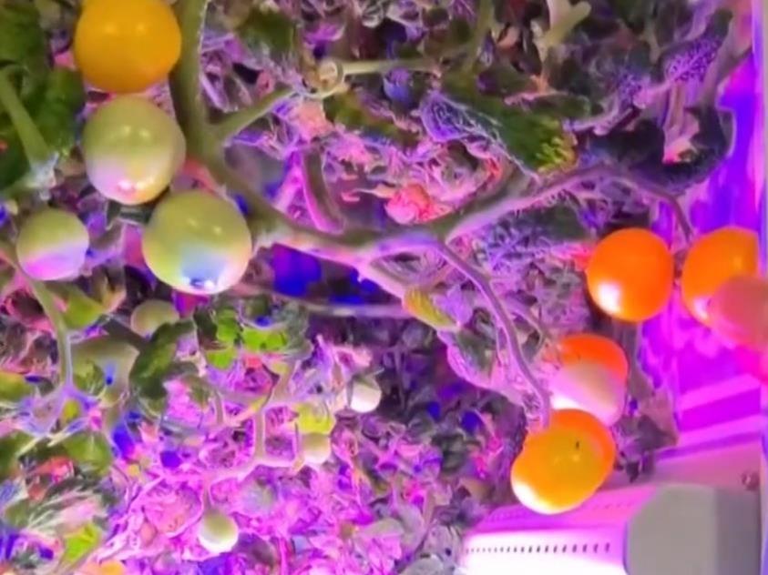 太空番茄长势喜人迎来丰收季 “天宫菜园”永远值得期待！