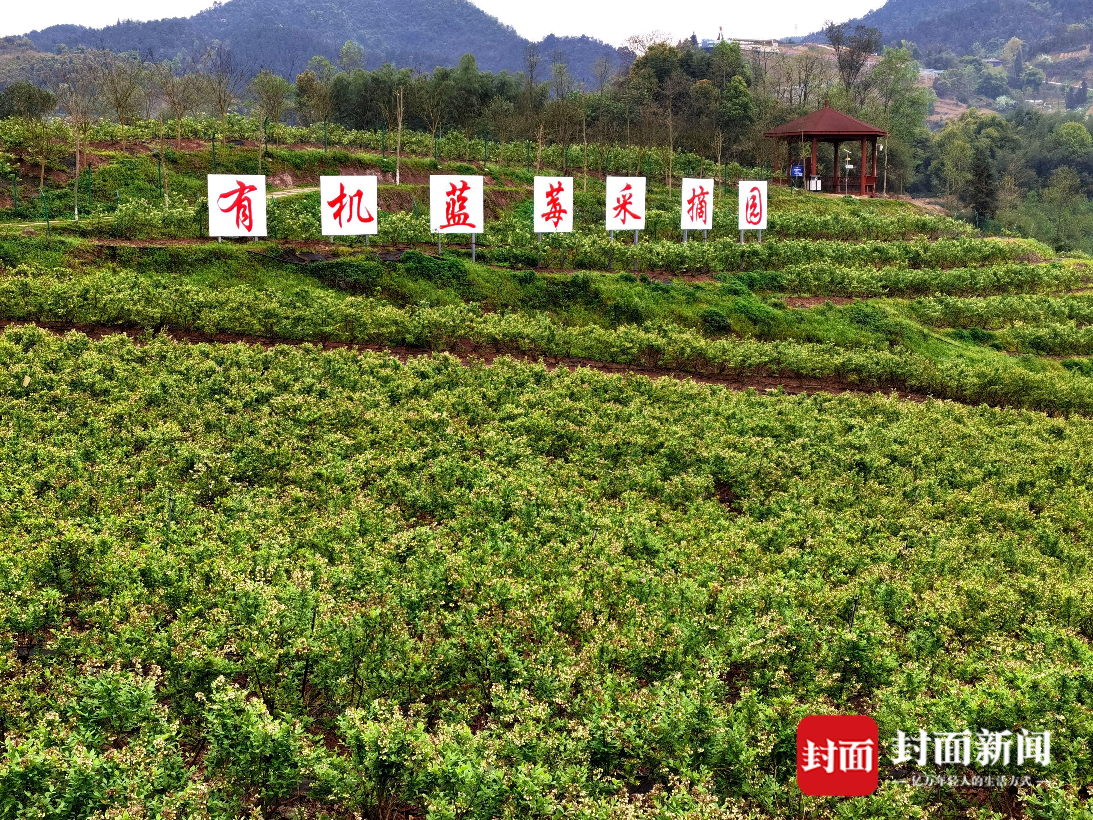 大竹县乌木镇的有机蓝莓采摘园