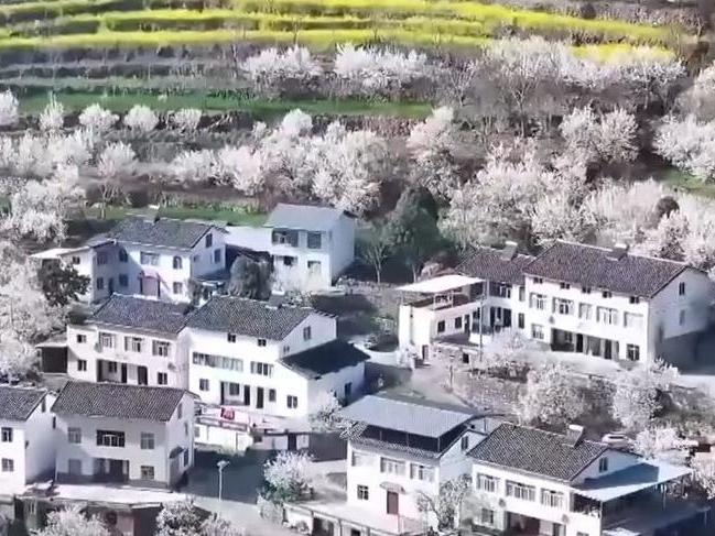 花开了 各地春日限定美景上线