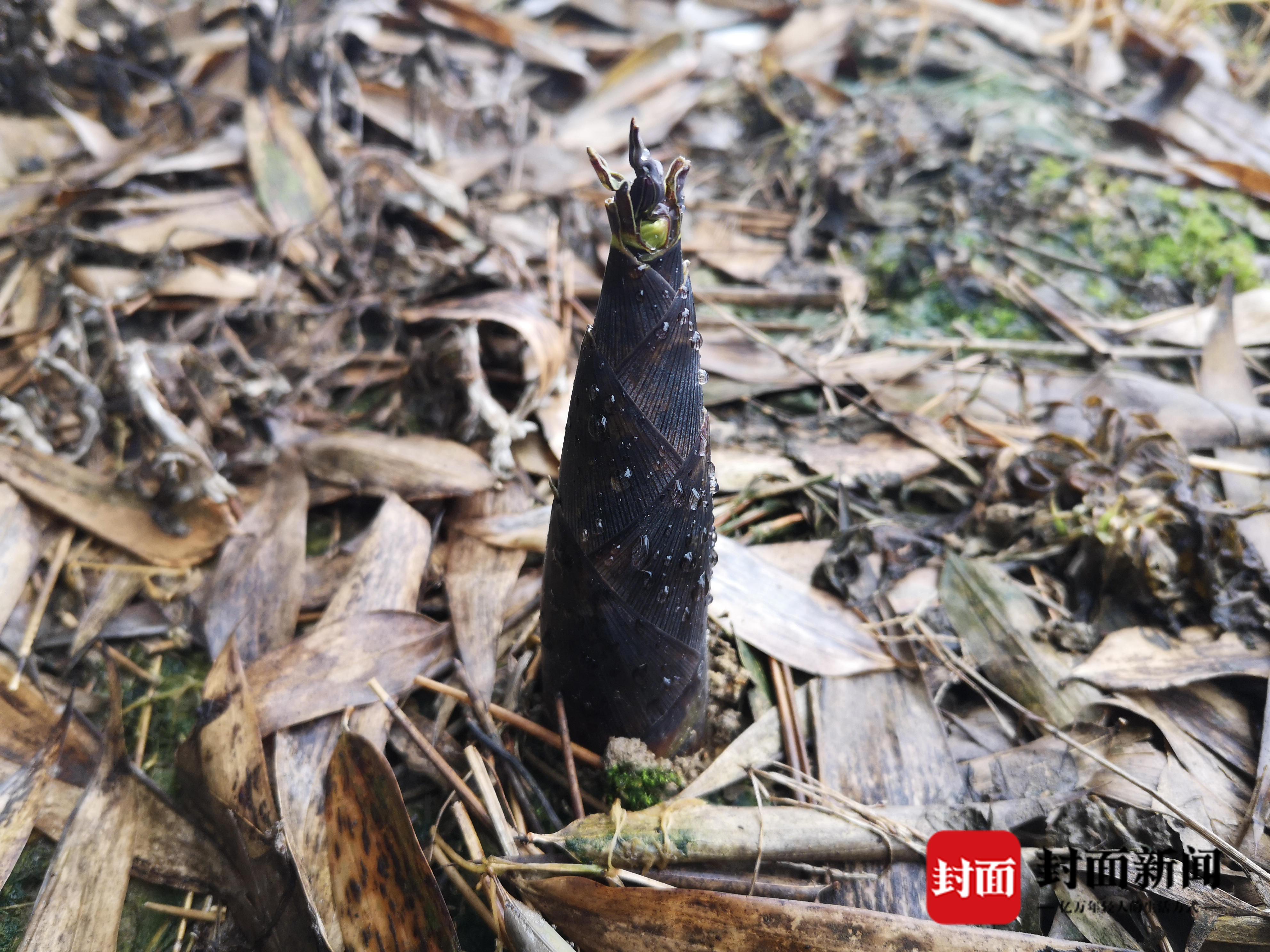 快来打卡竹林里的"诗与远方" 成都蒲江明月村"雷竹春笋艺术月"开启啦!