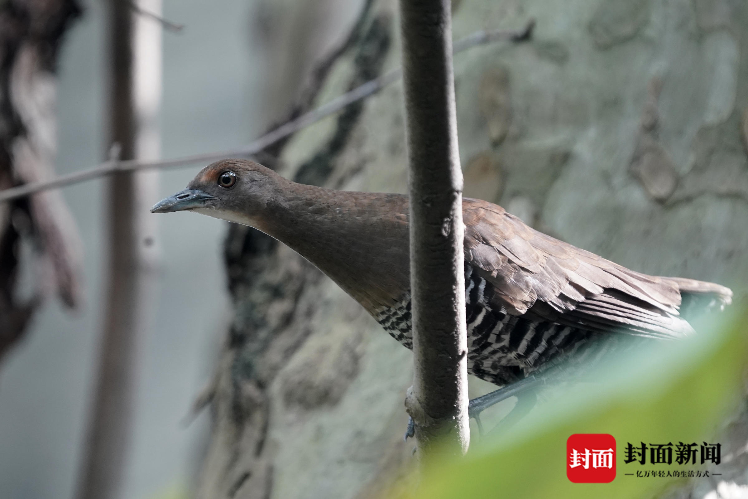 四川鸟类新纪录:白喉斑秧鸡 2020年夏秋季成都记录鸟类238种23576只