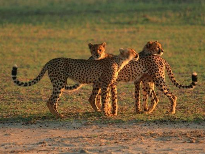 权威通报丨杭州野生动物世界三只金钱豹外逃 已追回一只